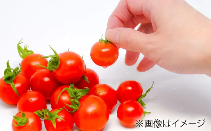 ミニトマト 1kg 野菜 トマト 愛西市 / ながたファーム[AEDT001]