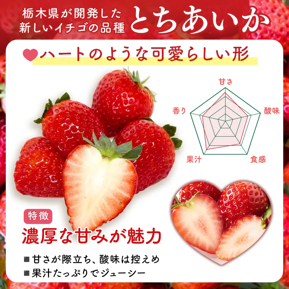 【先行予約】出会いの森いちご園 とちあいか （290g×4パック） | いちご イチゴ 苺 栃木県 果物 くだもの フルーツ とちあいか 新鮮 贈答 ギフト デザート スイーツ ※2026年12月～発送