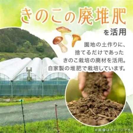 【2026年先行受付】岡山県美作市産　シャインマスカット　2kg(3～5房)【配送不可地域：離島】【1109316】