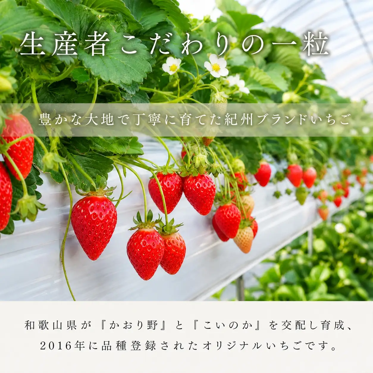【来シーズン先行予約】紀州和歌山ブランドいちご「紀の香」約250g×4P※2027年1月中旬～2027年3月中旬頃順次発送（お届け日指定不可）【uot868】