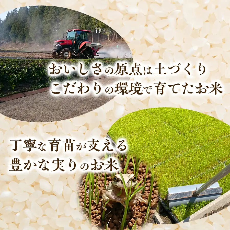 令和8年産【雪解け水で育てた】魚沼すもん長鳥産こしひかり（5kg） 1袋 魚沼産コシヒカリ 魚沼産こしひかり こしひかり コシヒカリ 米 5kg 精米  ブランド米 農家直送 家庭用  新潟県 魚沼市