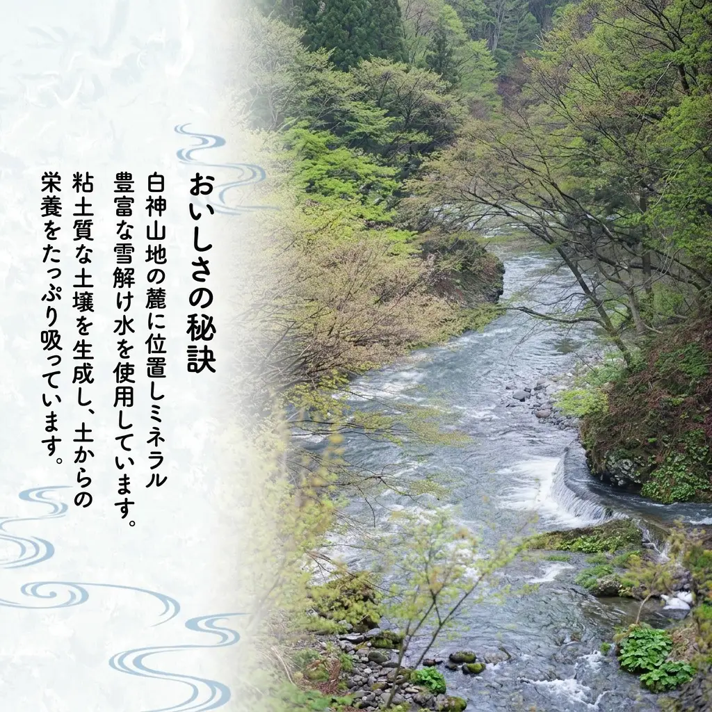令和7年度産 あきたこまち 米 5kg 精米 白米 秋田県 能代市 ブランド米 甘み 粘り もっちり