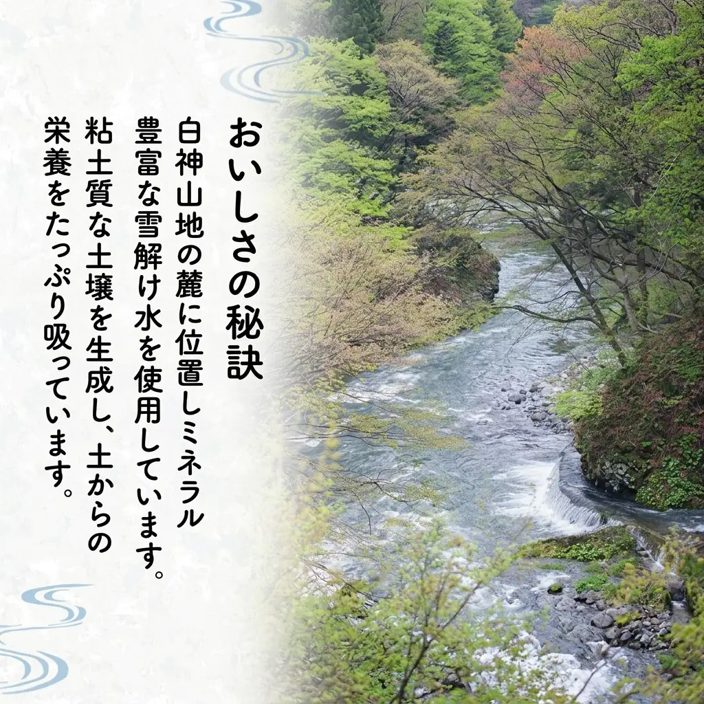 【先行予約 令和8年度産】3ヶ月定期便 あきたこまち 米 5kg 計15kg 精米 白米 秋田県 能代市 ブランド米