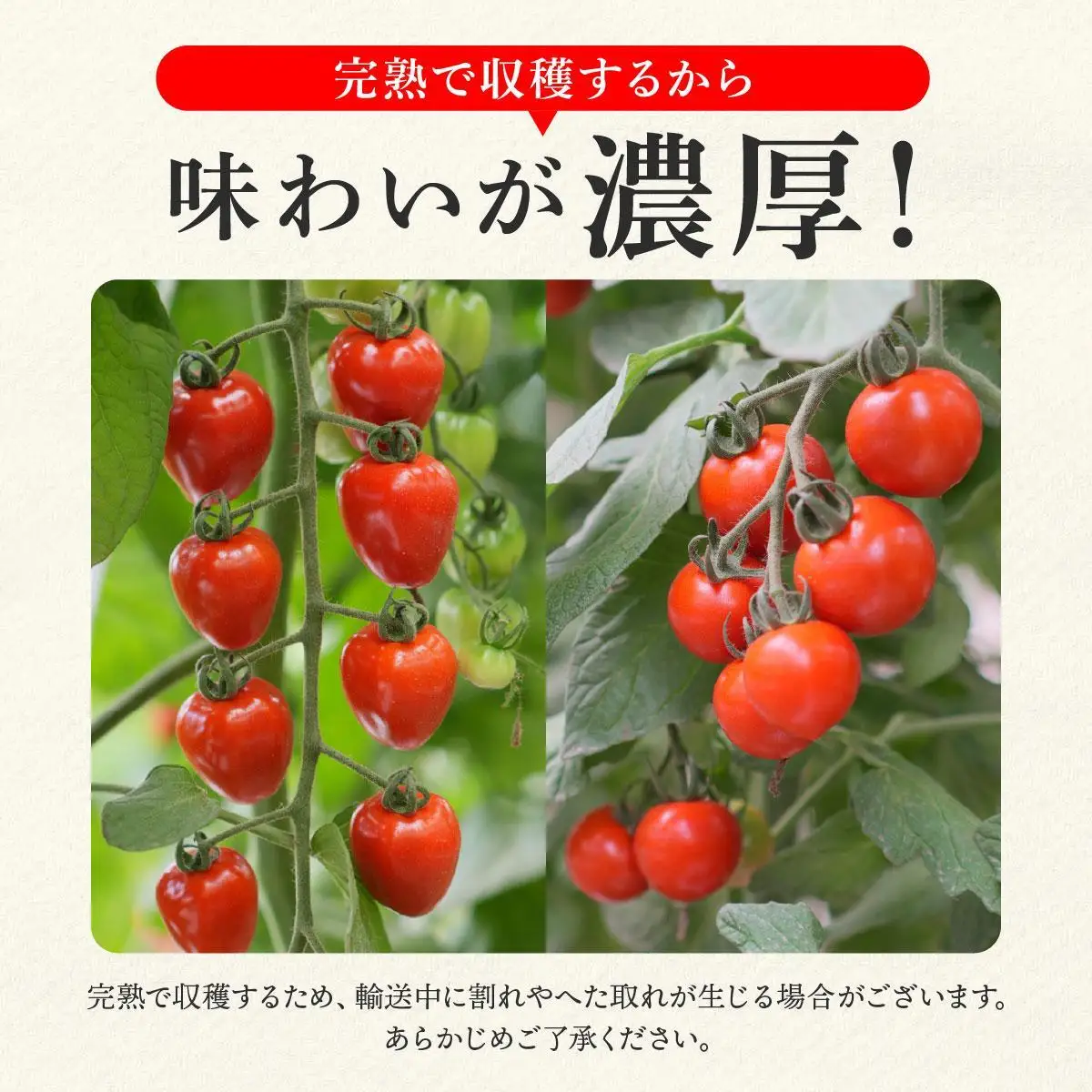 ＜先行予約＞赤系ミニトマトMix(たっぷり4kg)
【ffk-005】