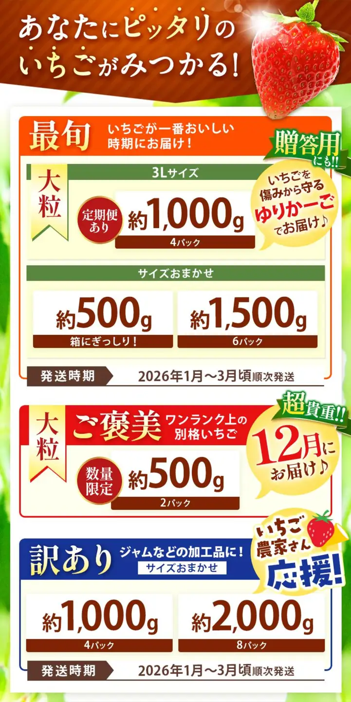 いちご とちあいか 厳選 1.5kg以上【2027年先行予約】 | 苺 イチゴ 栃木県共通返礼品 真岡市産 栃木県矢板市