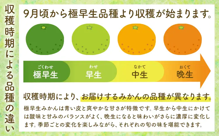 先行予約 赤秀 みかん 旬 柑橘 蜜柑 鶴田農園 約5kg 《9月中旬-1月下旬頃出荷》極早生 早生 中生 晩生 フルーツ 果物 秋 旬 熊本県 荒尾市産 贈答 ギフト オレンジ 人気 おすすめ