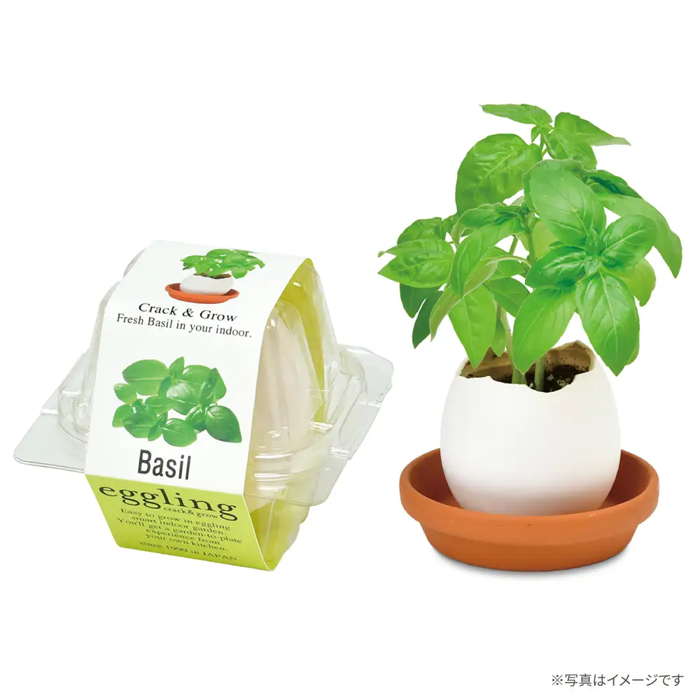 エッグリング クリアパッケージ 2個（バジル、ワイルドストロベリー） / 栽培キット 園芸 ハーブ / 瀬戸市 / 聖新陶芸[BBEK002]