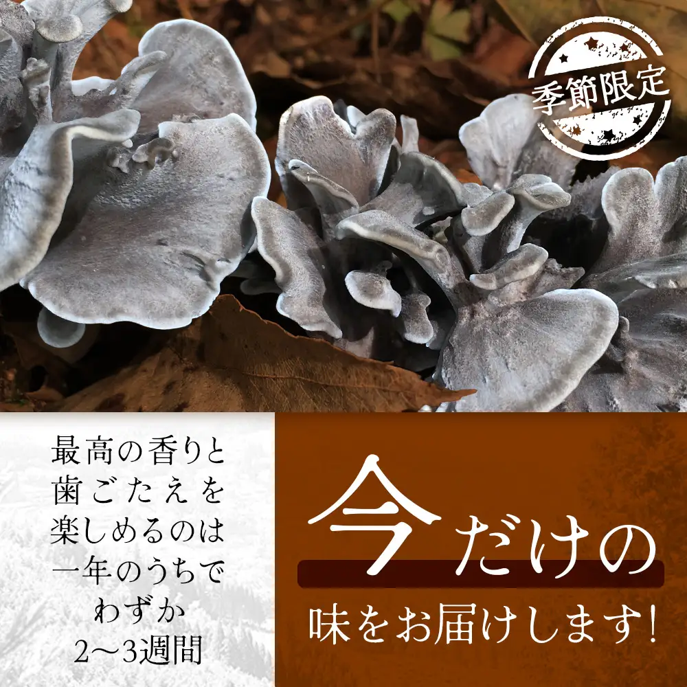 【先行予約】宮崎県諸塚村産 原木舞茸 1kg 数量限定［2026年10月下旬～11月中旬ごろにお届け］冷蔵｜マイタケ きのこ キノコ 原木まいたけ 産地直送 秋の味覚 もろっこはうす 宮崎県 諸塚村 MO-29