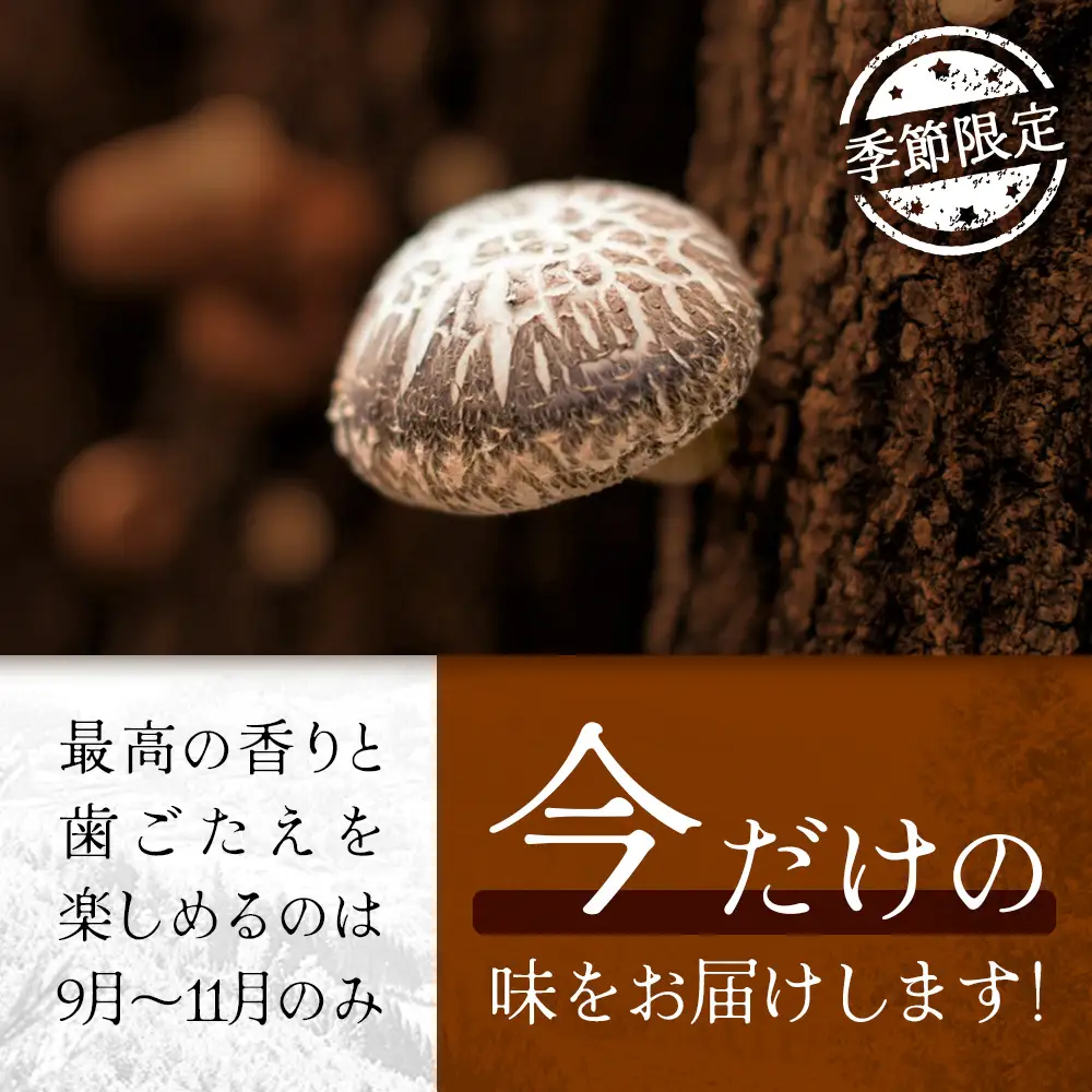 【先行予約】宮崎県諸塚村産 原木生椎茸 約650g［2026年9月～11月ごろにお届け］冷蔵｜しいたけ 生シイタケ きのこ キノコ 原木しいたけ 産地直送 秋の味覚 もろっこはうす MO-30