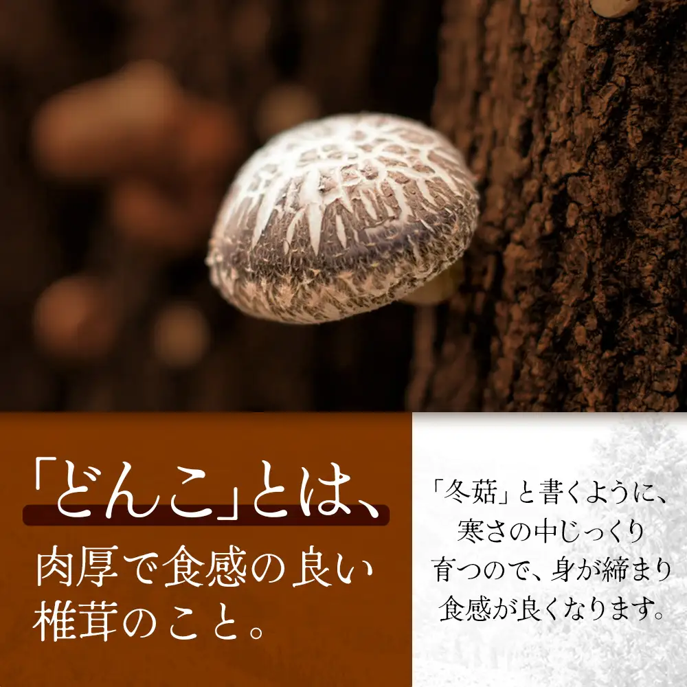 【世界初CoC認証取得！】宮崎県諸塚村産 乾しいたけ どんこ 90g 化粧箱入 常温｜干ししいたけ 椎茸 冬菇 肉厚 お煮しめ お鍋 網焼き 原木栽培 CoC認証 高級 もろっこはうすMO-14