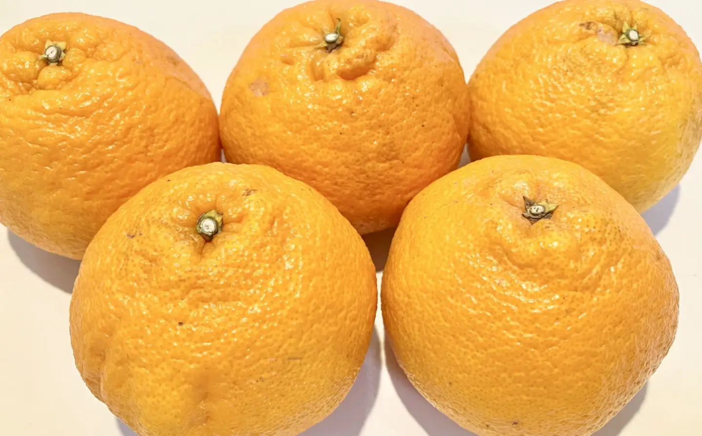 「農園直送」和歌山県産不知火 もりもりの約9kg（サイズ混合 ご家庭用）★2027年2月下旬頃より順次発送 ［TM258］