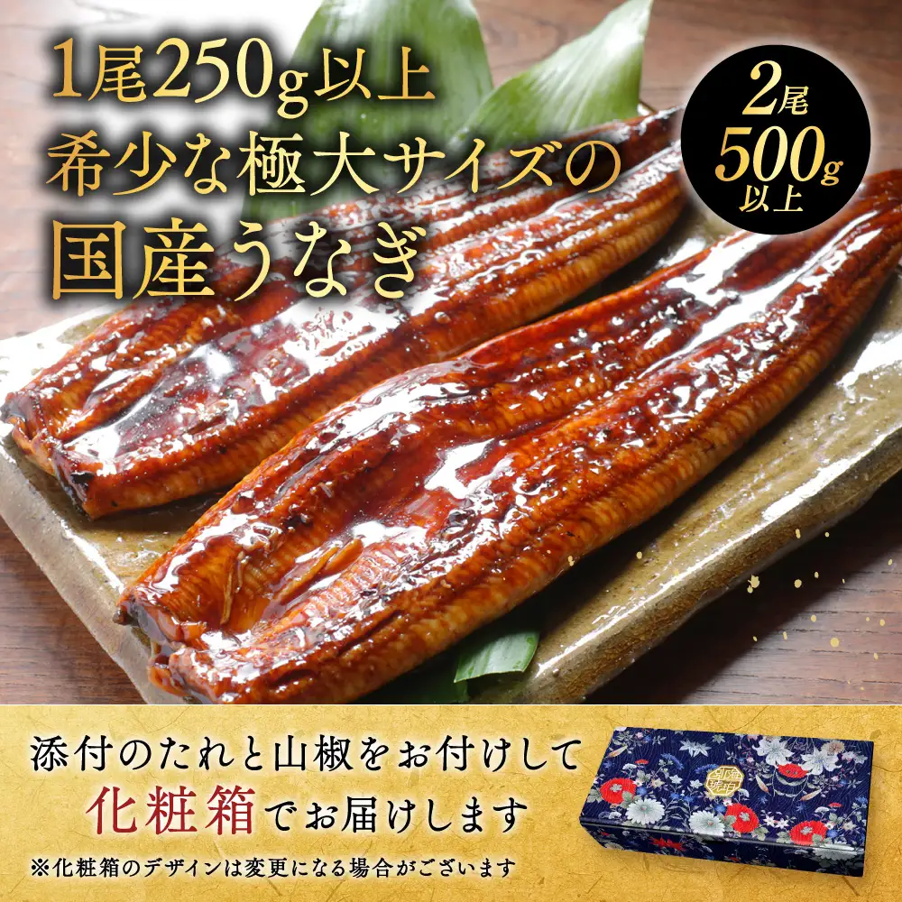 国産 希少 極大 特上うなぎ(250g×2尾) 