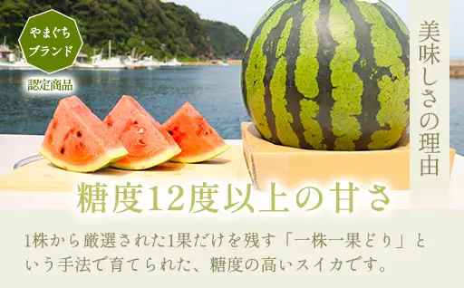 スイカ 10kg以上 萩・夏の銘品 相島 西瓜 秀品 大玉すいか フルーツ 果物 果物類 贈答品 ギフト
