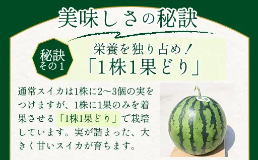 相島すいか