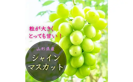 【2026年8月発送開始】至高のフルーツ！山形県産旬のフルーツちょっとずつ食べ比べ定期便C 全3回 F4A-1028