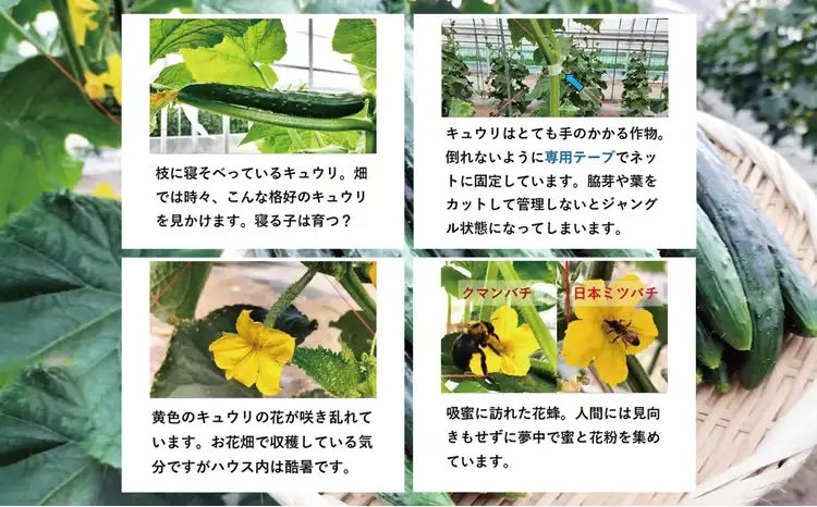 キュウリ 採りたてシャキ旨！36本　90P3211【ひない渡辺農園しどけ村】