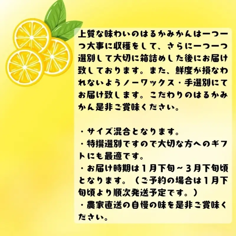【先行予約】【人気柑橘】 特撰 はるかみかん 約3kg+200g(傷み補償分) ※2027年1月下旬～3月下旬に順次発送【ard249A】