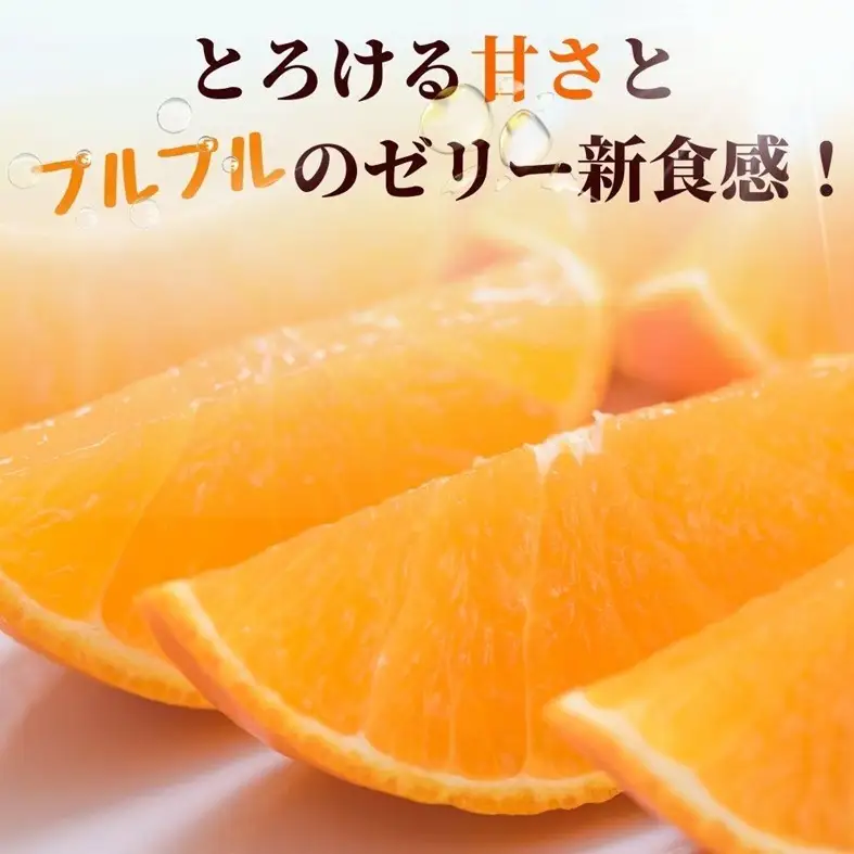 【2026年先行予約】みかん 愛果28号 8〜12玉 Lサイズ以上 贈答用 紅まどんな同一品種 【2026年12月以降順次発送予定】 愛媛 数量限定 愛媛県産 人気 柑橘 フルーツ 国産 おすすめ 伊予市｜C183