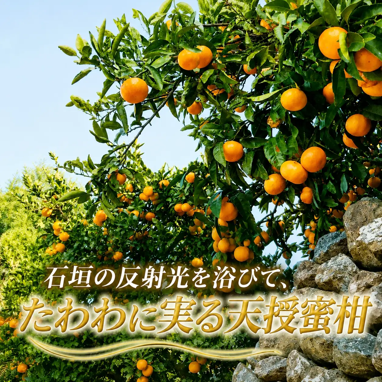 【先行受付】適度な潮風をうけ、太陽光、石垣、海の反射光を浴びて育った「天授蜜柑」約5kg【C39-45】【1243340】 YWTF023