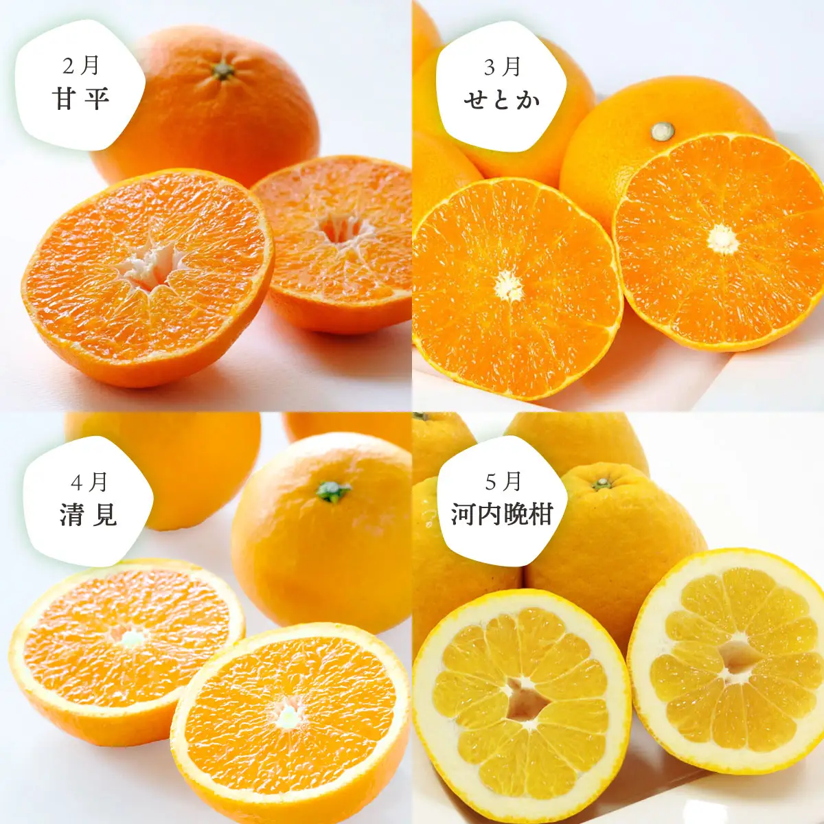 【発送月固定定期便】愛媛の人気品種を厳選! みかん定期便(訳あり)全8回【H25-117】【4001039】 YWTAP060