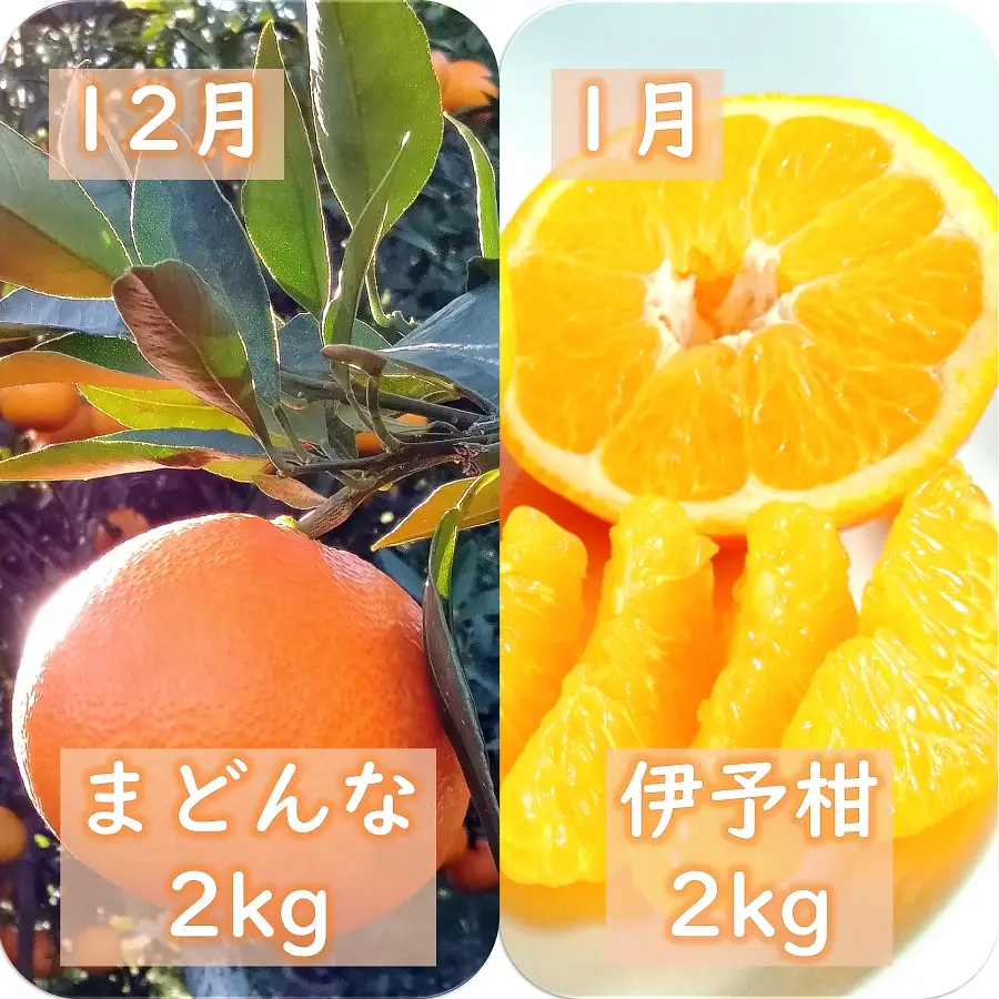 【発送月固定定期便】愛咲果樹園「季節の柑橘定期便」(11月～3月)全5回【F71-21】【4013523】 YWTS017