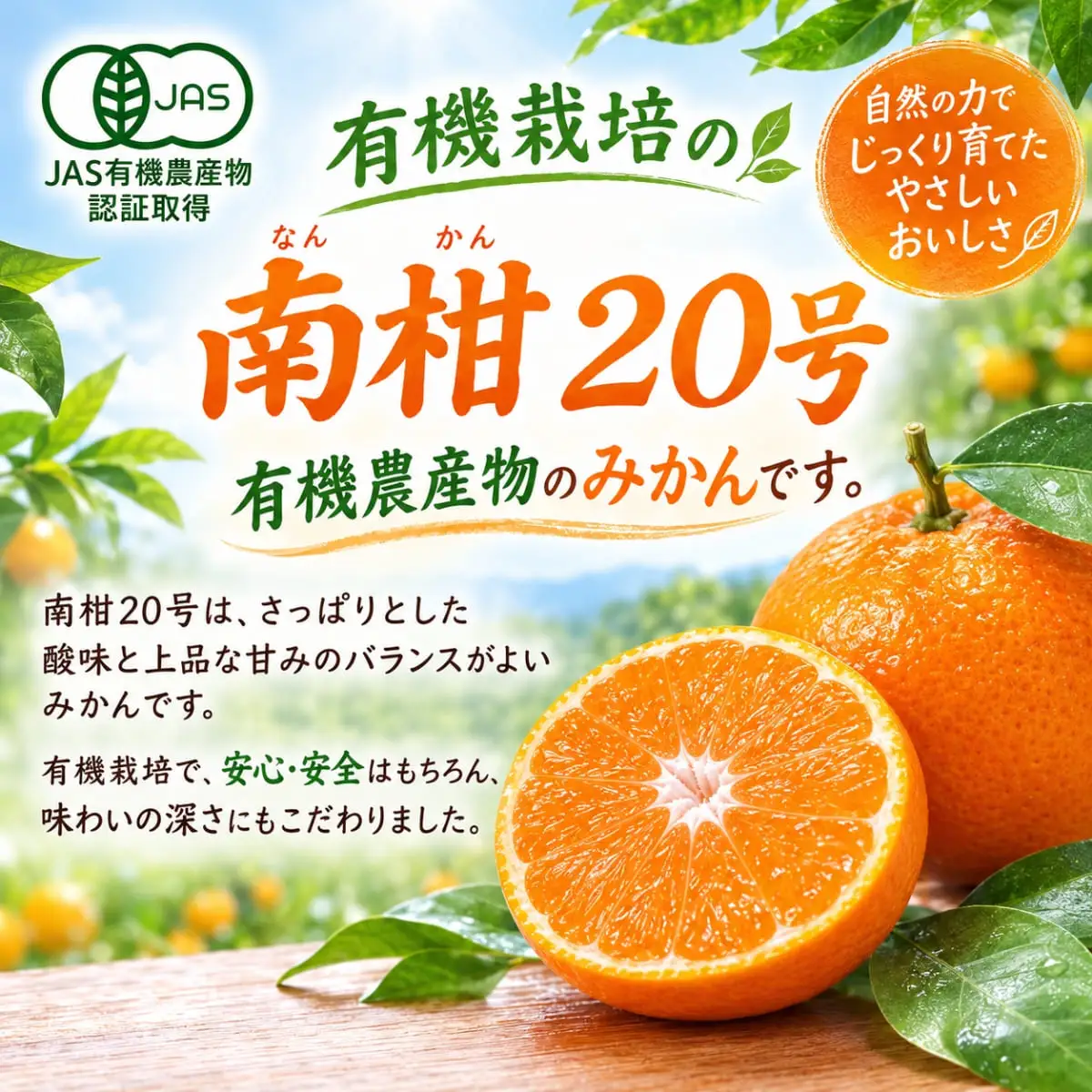 【先行受付】【JAS認証有機栽培】濃厚な味わいの温州みかん!!菊池農園「南柑20号」5kg【C39-23】【1044610】 YWTF011