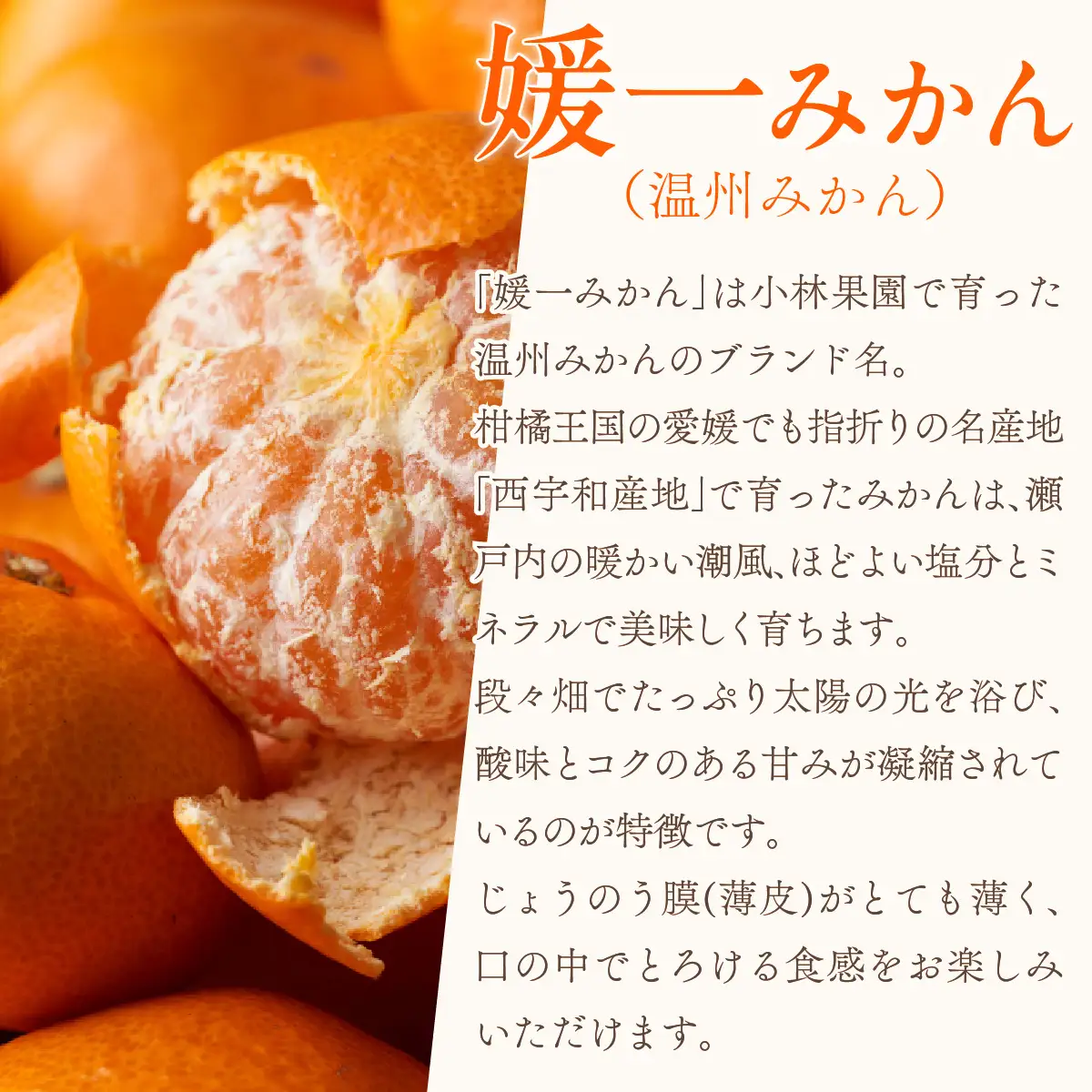 【先行受付】桐箱入り・媛一みかん(2.5kg)【D24-4】【1045056】 YWTAD002