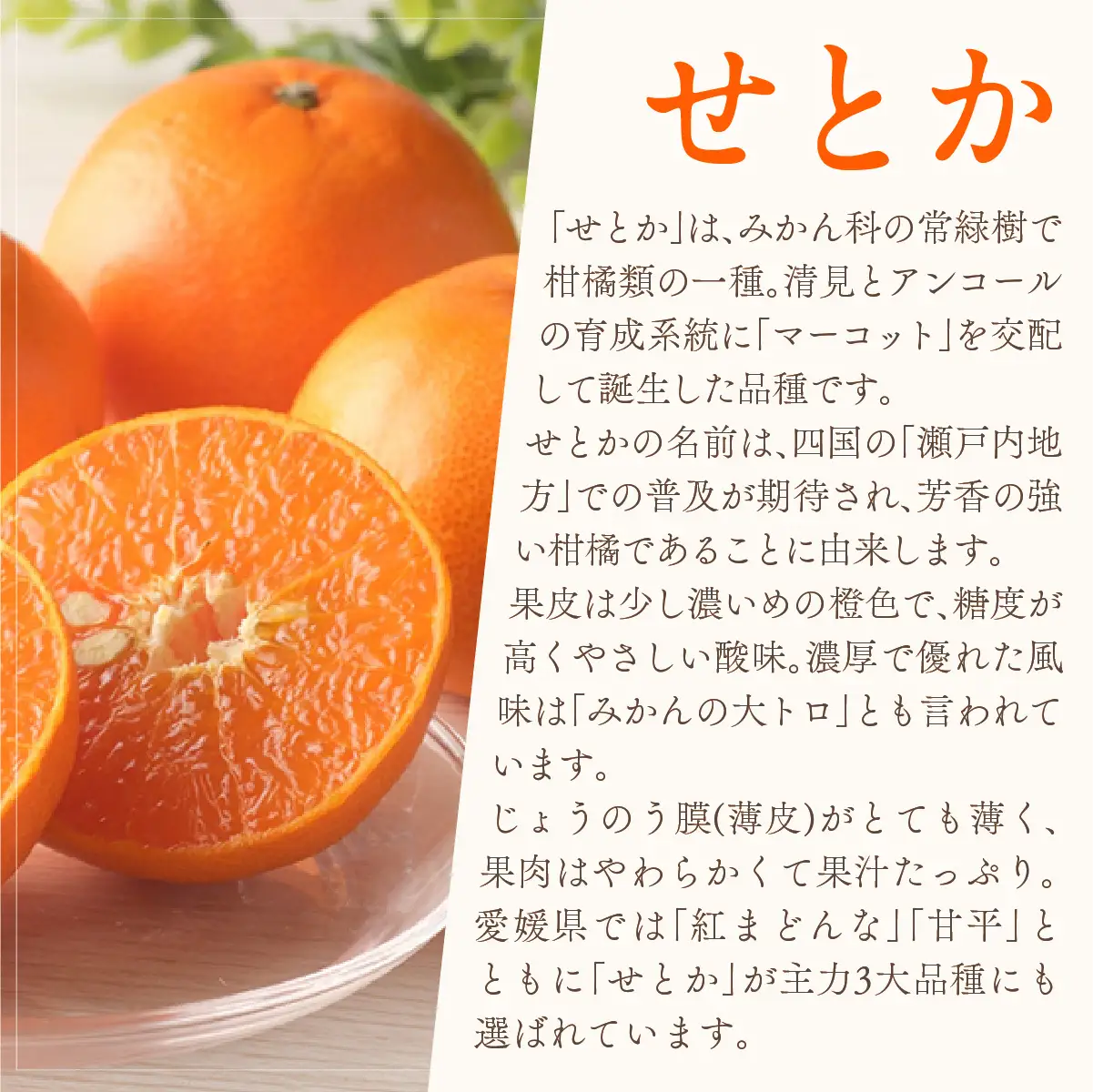 【先行受付】小林果園のせとか＆不知火セット(各約2.5kg入)【C24-21】【1124427】 YWTAD014