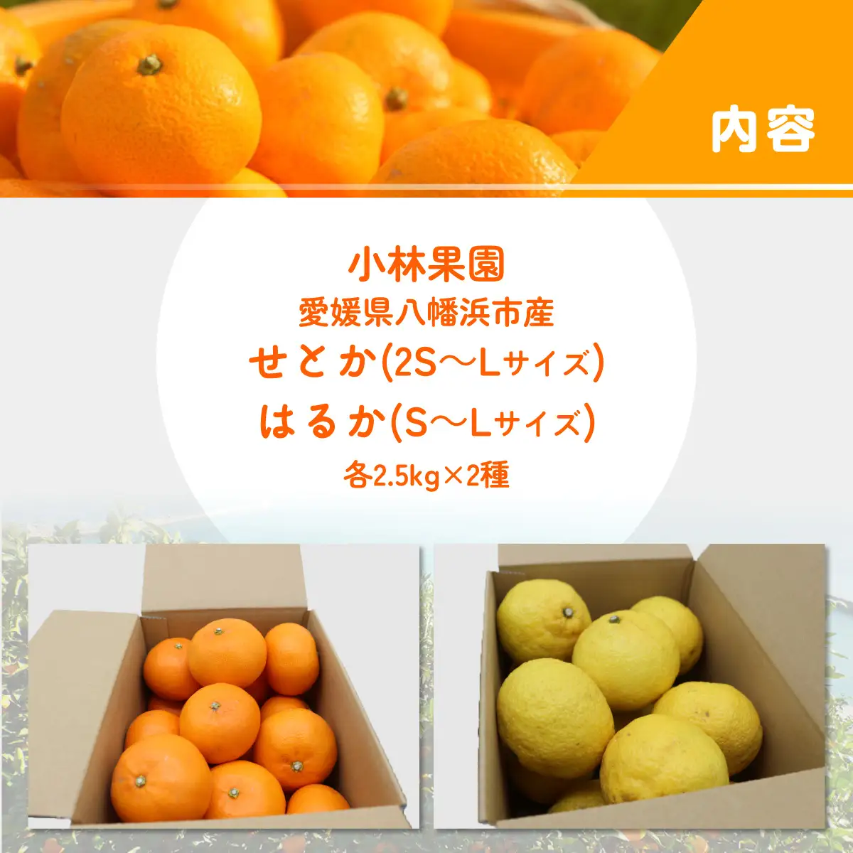 【先行受付】小林果園のせとか＆はるかセット(各約2.5kg入)【C24-23】【1124429】 YWTAD016