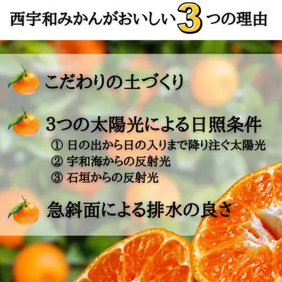 【先行受付】JAにしうわの季節の柑橘(紅まどんな 約2.5kg)【G08-49】 YWTV020