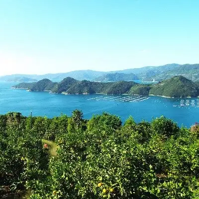 【先行受付】露地の初物「極早生みかん」 約5kg【C28-26】【配送不可地域：離島】【1125792】 YWTN018