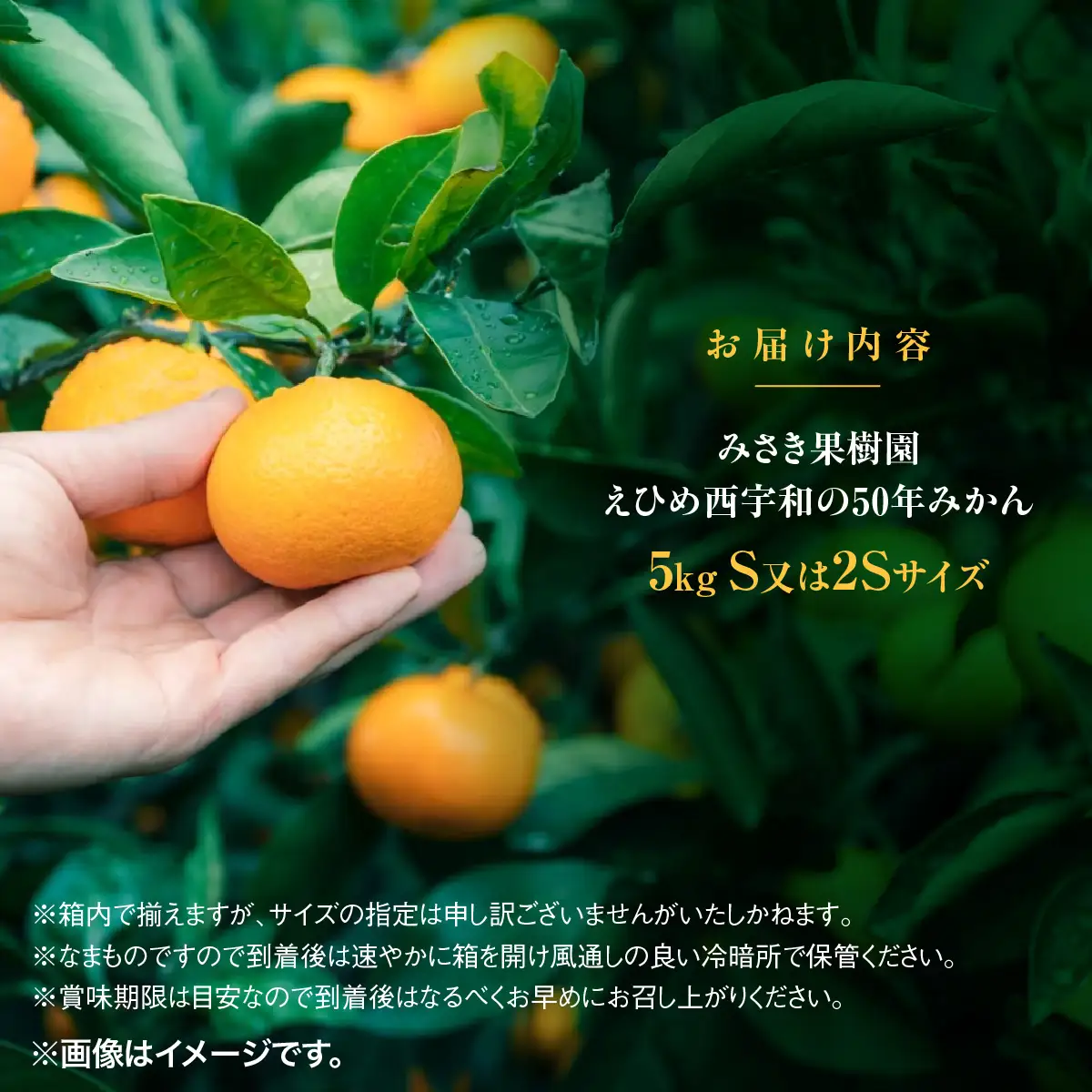 【先行受付】みさき果樹園の樹齢50年越え えひめ西宇和のみかん5kgS・2Sサイズ【C21-15】YWTBC002