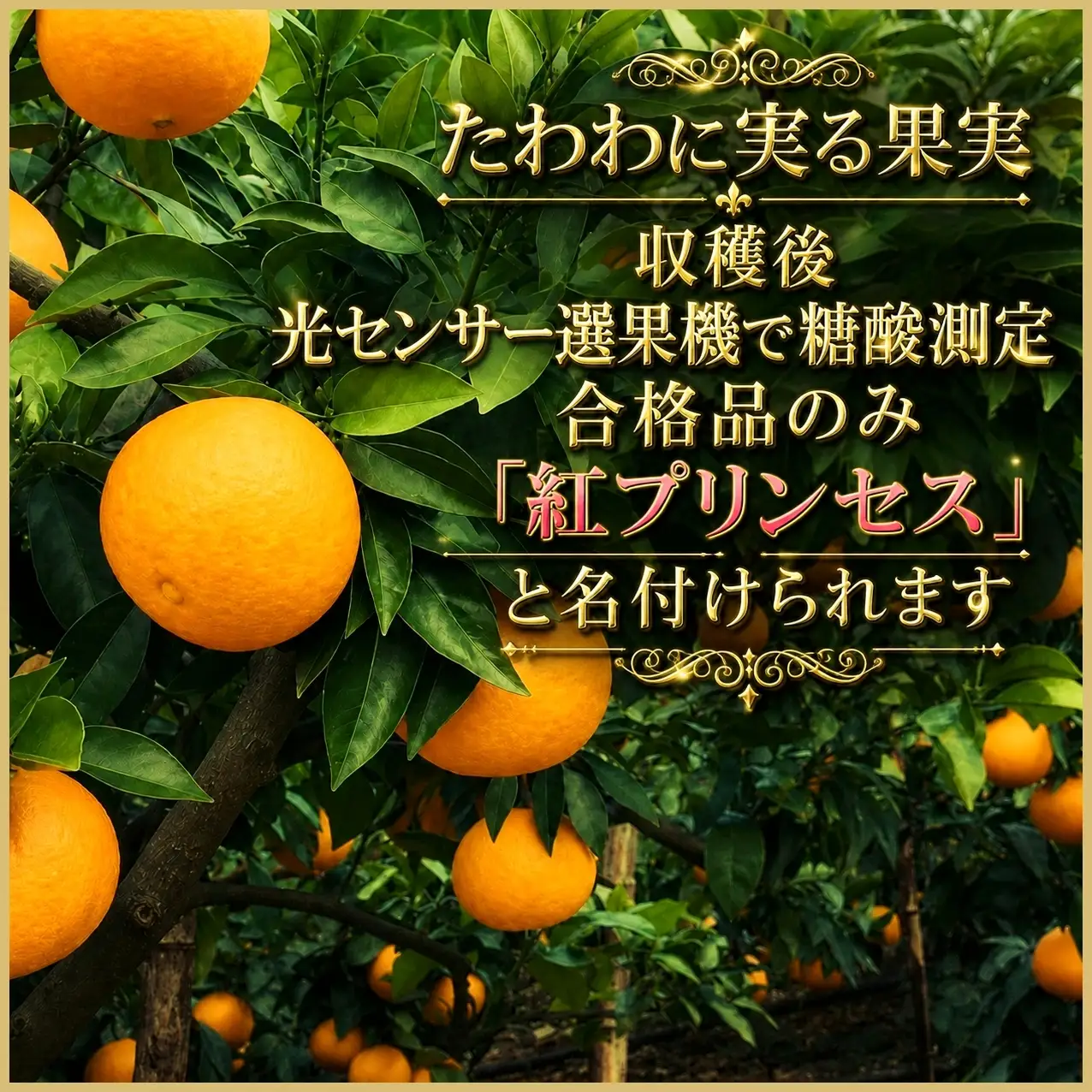 【先行受付】柑橘界のサラブレット!!「まどんな」と「甘平」を親に持つ!!　「紅プリンセス」3キロ【F39-77】【配送不可地域：離島】【1621866】 YWTF052