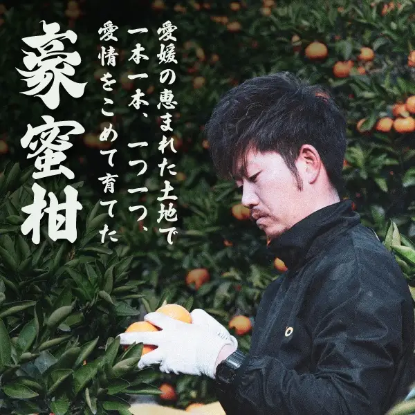 【先行受付】豪 蜜柑　3kg(S～Lサイズ)【C88-2】【1660449】  YWTE002