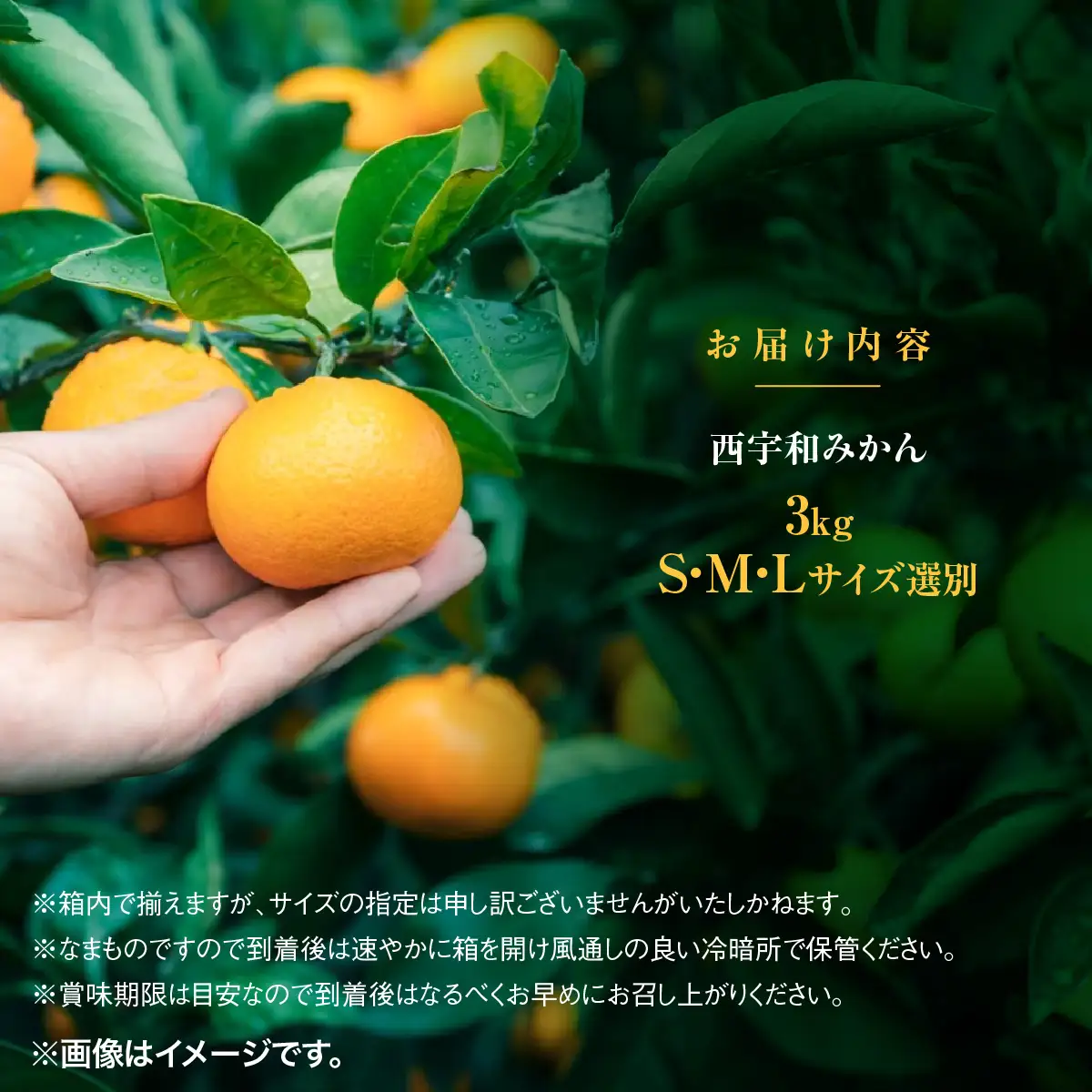 【先行受付】みさき果樹園の段々畑育ち 西宇和産みかん3kg【B21-48】YWTBC029