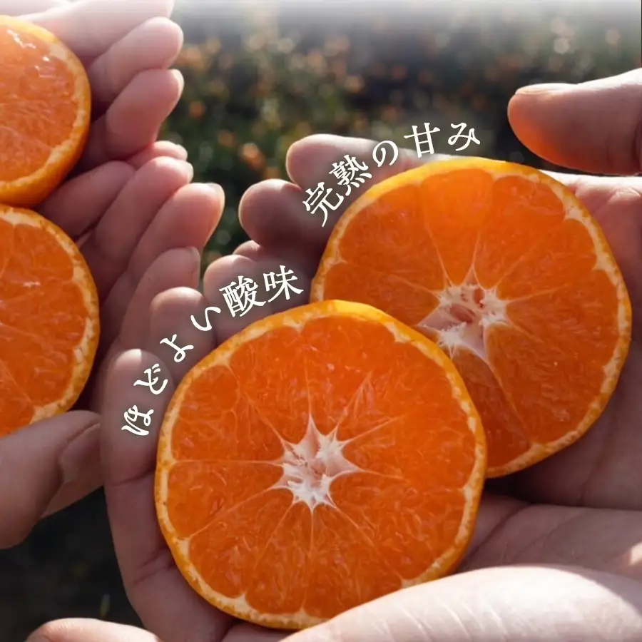 【先行受付】【農家直送でお届け！】果汁たっぷり真穴産みかん 5kg(2S~Sサイズ)【E98-15】【1711293】 YWTBU015