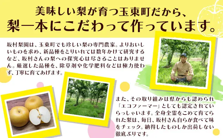 梨 なし 秋麗梨 約5kg(5～18玉前後) 坂村梨園 《8月中旬-11月上旬頃出荷》熊本県 玉東町 秋 旬 梨 フルーツ 果物 期間限定