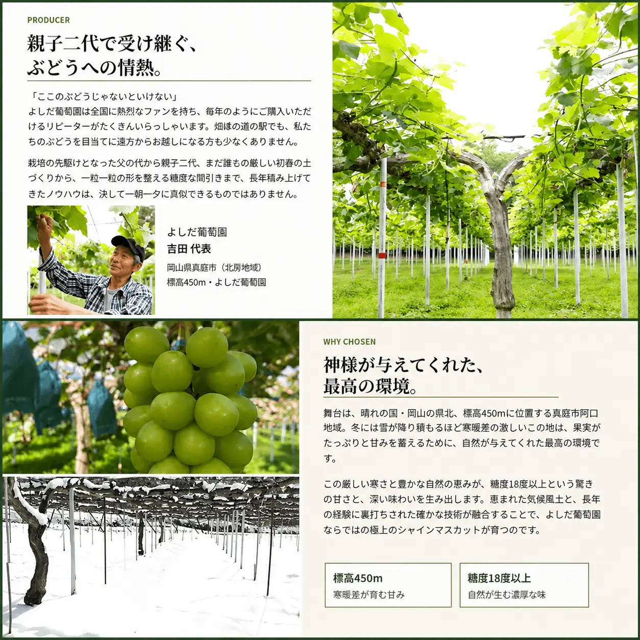 【2026年先行予約】 糖度18度以上！朝採れシャインマスカット 2kg (4房または5房) ぶどうの概念が変わる よしだ葡萄園の極上品【10月上旬～10月下旬頃に順次発送】 / ぶどう シャインマスカット 果物フルーツ 贈答品 贈り物 岡山県 真庭市【ysdb003】