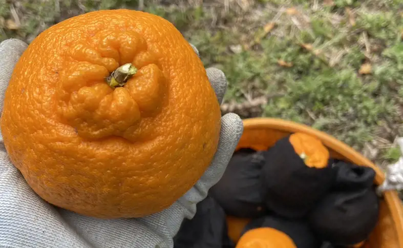 【2027年先行予約】みかん 不知火 3kg バラ詰め 愛媛 先行予約 【2027年4月上旬から順次発送】 数量限定 愛媛県産 人気 柑橘 伊予市｜B550