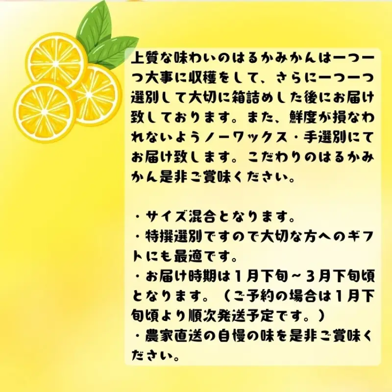 【先行予約】【人気柑橘】 特撰 はるかみかん 1.5kg+200g(痛み補償分) ※2027年1月下旬～3月下旬に順次発送【ard248A】