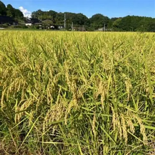 【2027年先行予約】【2種食べ比べ】岡山県産あきたこまち×にじのきらめき　5kg×2袋(10kg)【1726896】