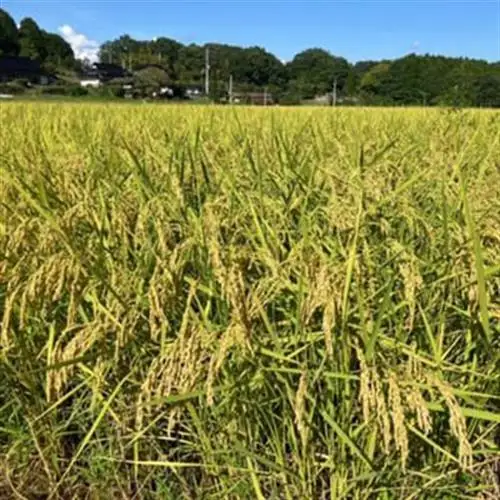【先行受付】岡山県産『にじのきらめき』[10kg×1袋(10kg)]【1726905】