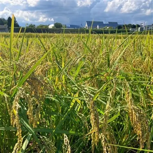 【先行受付】岡山県産『にじのきらめき』[10kg×2袋(20kg)]【1726906】