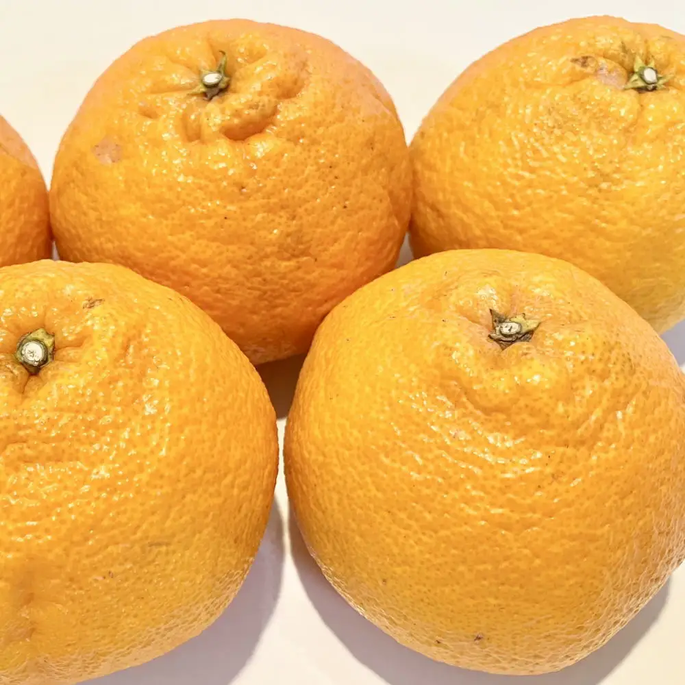「農園直送」和歌山県産不知火　もりもりの約9kg(サイズ混合　ご家庭用) ※2027年2月下旬～3月下旬頃順次発送予定【tecj1055】