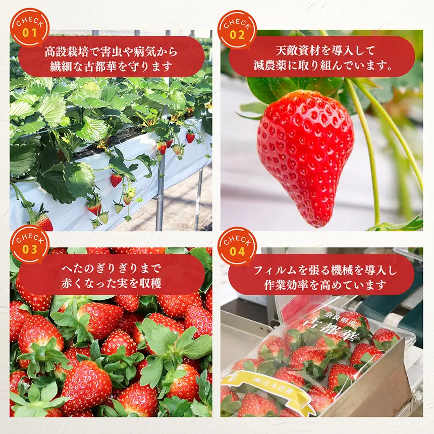 【定期便2回】平群の古都華 2L～3Lサイズ （2パック 1ケース） 計2パック | 先行予約 1月 2月 お届け いちご 苺 古都華 フルーツ 果物 くだもの ブランド 苺  甘い 大人気 旬 送料無料 濃厚 産地直送 辻本農園  奈良県 平群町