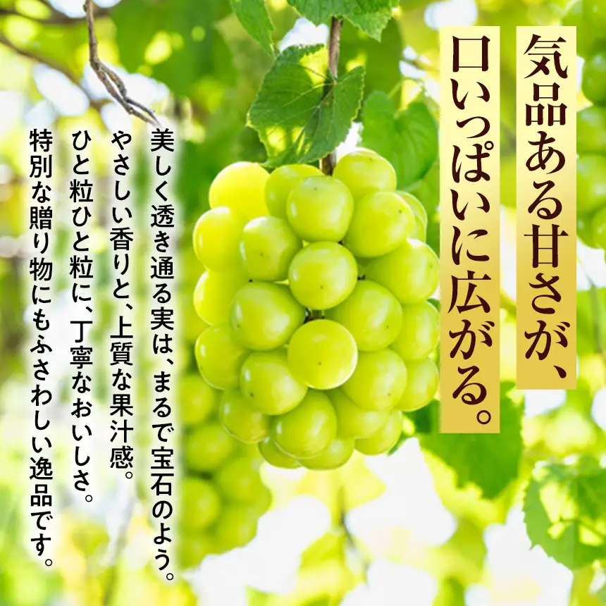 八ヶ岳西麓産 シャインマスカット 2房 ( 計 1.2kg 以上 )【2026年9月中旬～発送】