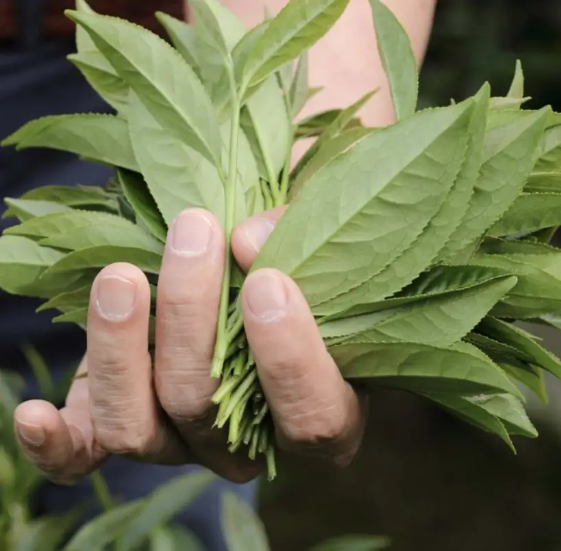 【台湾茶藝館いろは】　高級烏龍茶飲み比べセット　（数量限定）
