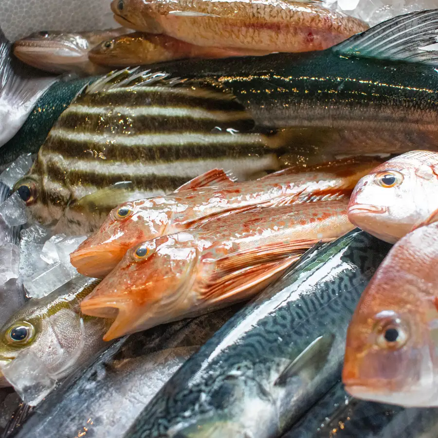 高知県産 鮮魚 詰め合わせ便 2kg 谷鮮魚食堂 刺し身 煮付け 産地直送 生魚 刺身 刺し身