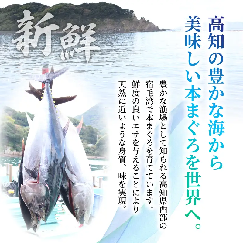 本マグロ2種セット 中トロ 赤身 500g まぐろ