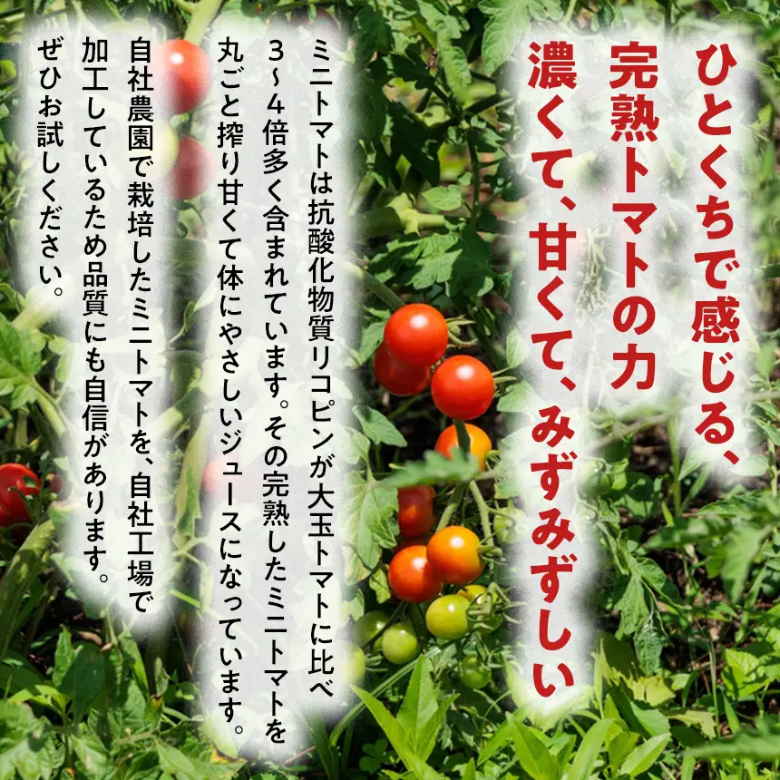 八ヶ岳高原プレミアム トマトジュース 飲み比べセット